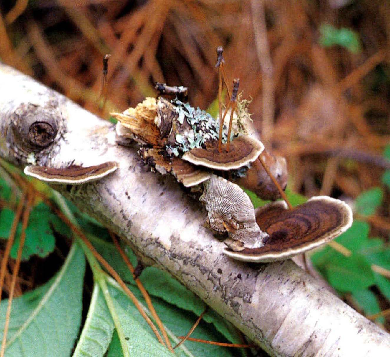 Daedaleopsis purpurea (Cooke)Imaz.et Aoshi.